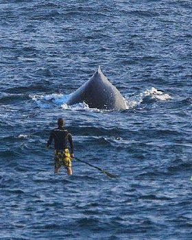 Casso and the Humpback