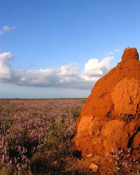 Termite Mound