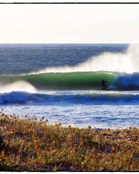 Sharkies 5