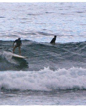 Tues Sharkies 076