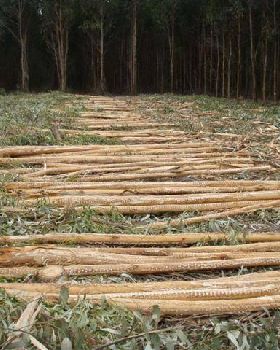 BLUE GUM HARVEST 026 (Small)