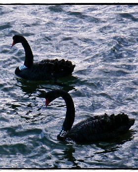 St Kilda SUP 023