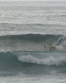 Sharkies 019