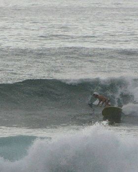 Sharkies 024