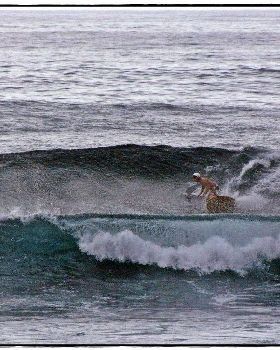 Sharkies 019