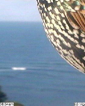 bigleft bird
