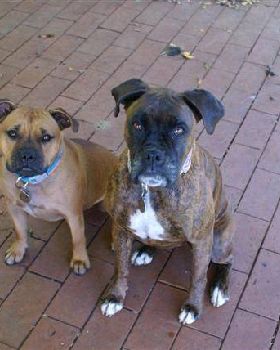 the girls by suz (Small)