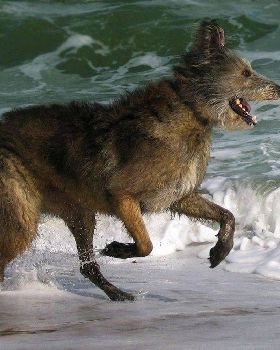 Dogs at the beach