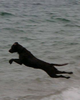Dogs at the beach