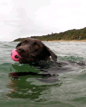 Dogs at the beach