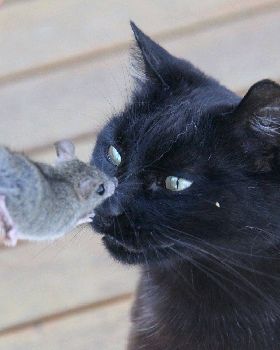 betty and mouse