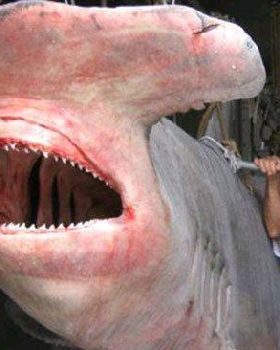 hammerhead