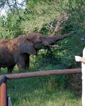 My elephant encounter