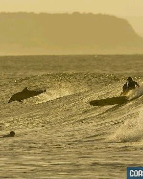 dolphin
