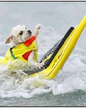 Surf-Dog-Surf-A-Thon-2