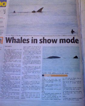 Whales