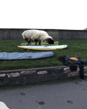 Sheep Shot