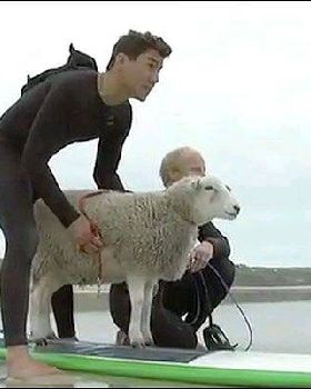 sheep-682 1033487a