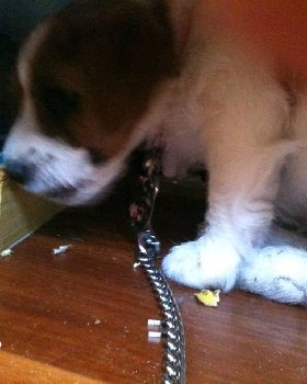 "SUP" the pup