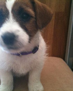 "SUP" the pup