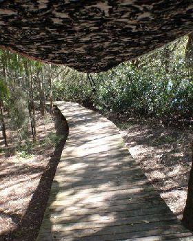 Lane Cove River 6