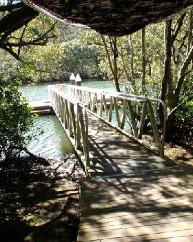 Lane Cove River 7