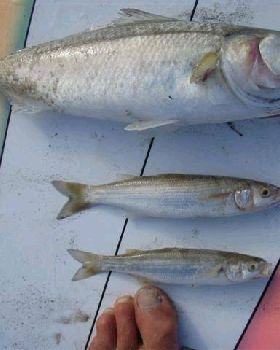 FISH KILL 004 (Small)