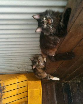 2coons