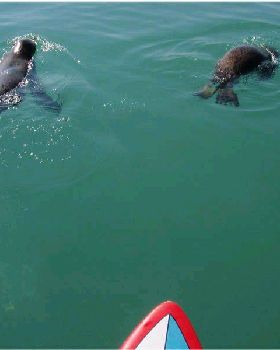 Wildlife