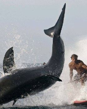 laird-hamilton-shark