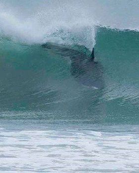 orca 1
