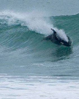 orca 2