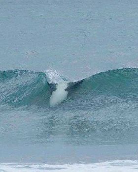 orca 3