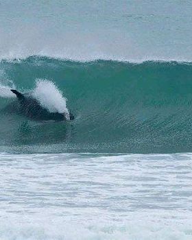 orca 4