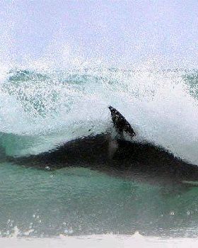 orca 6