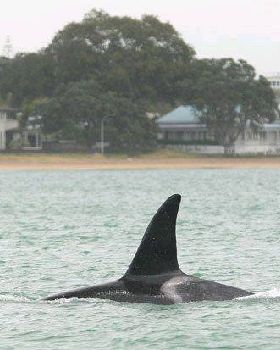 orca 7