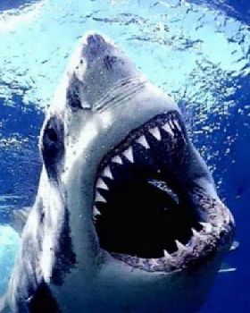 sharks