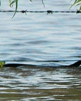 frog and snake