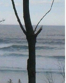 catho bay
