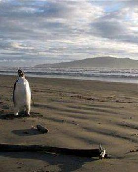 emperor penguin