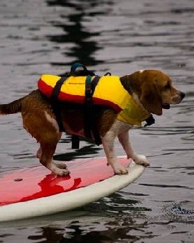 Dogjam in SantaCruz