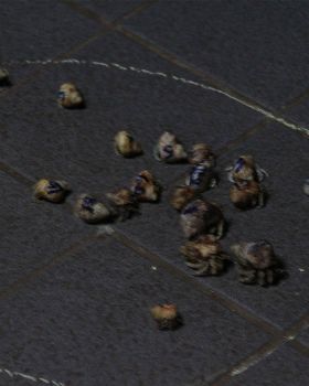 4 crab race