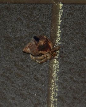5 crab race