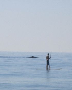 Whales in close