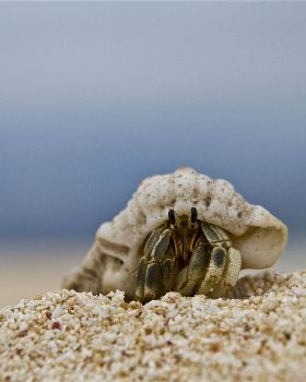 58. Hermit Crab