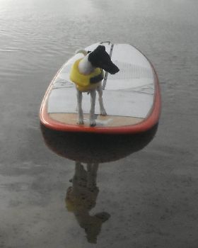 pupsup1
