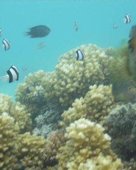 Fiji trip 2011 319