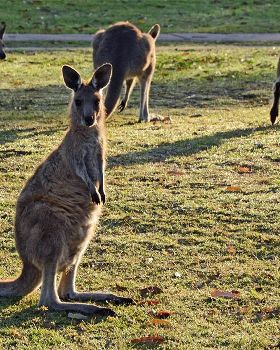 Kanga1