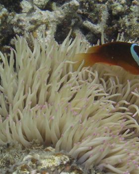 Fiji trip 2011 321