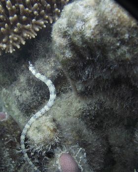 Fiji trip 2011 395